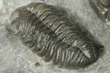 Double Adrisiops Weugi Trilobite Association - Beautiful Shell #202996-1